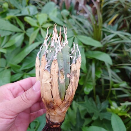 アガベ ユタエンシス ネバデンシス YN6 Agave uthaensis var. nevadensis