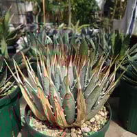 アガベ オバティフォリア オルカ 1 Agave ovatifolia variegated