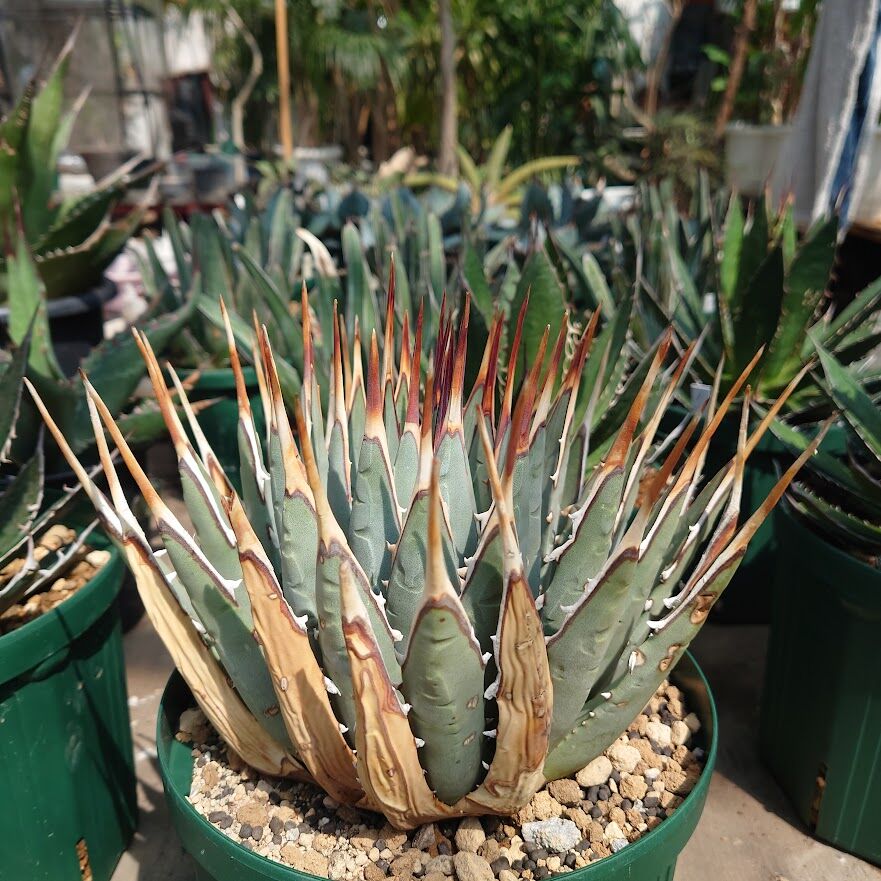 アガベ ユタエンシス ネバデンシス 8 Agave uthaensis var. nevade