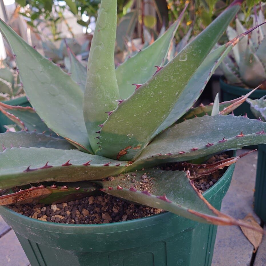 アガベ ジェントリー ジョーズ agave gentryi
