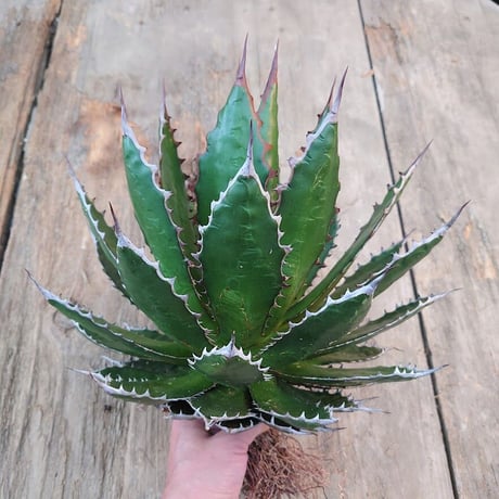 アガベ ホリダ agave horrida 3 【大株・美株】