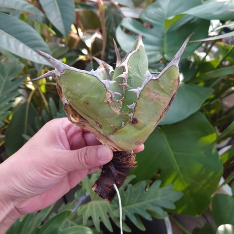 アガベ チタノタ オアハカ Agave titanota Oaxaca 9