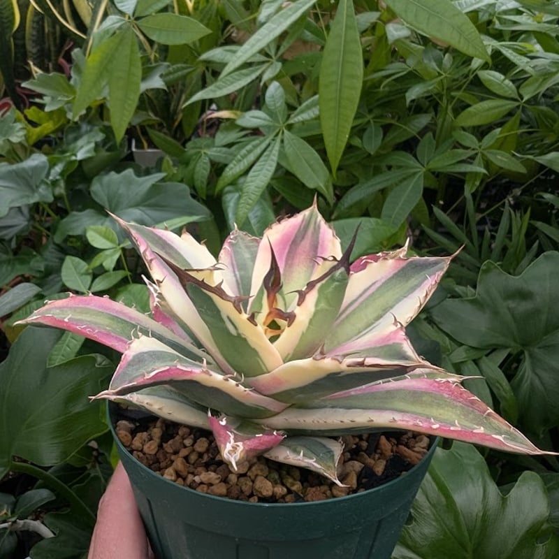 アガベ チタノタ スナグルトゥース ST17 | Mellow Yard