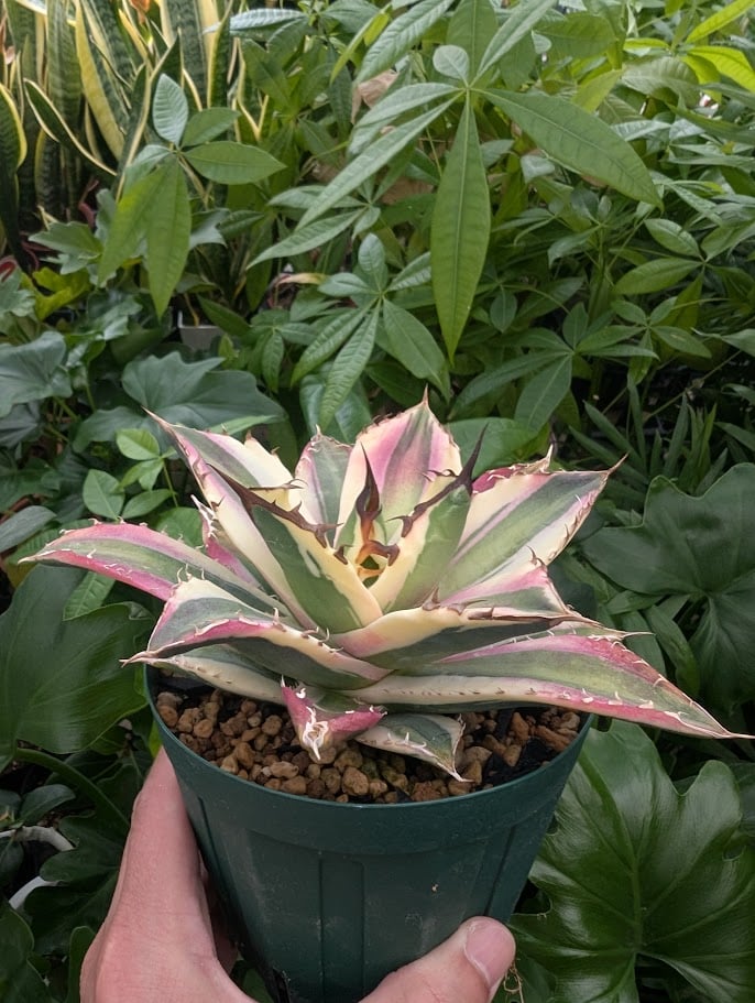 アガベ チタノタ スナグルトゥース ST17 | Mellow Yard