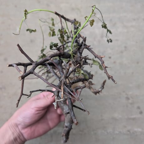 コミフォラ カタフ 3 （ピュアカタフ） Commiphora kataf