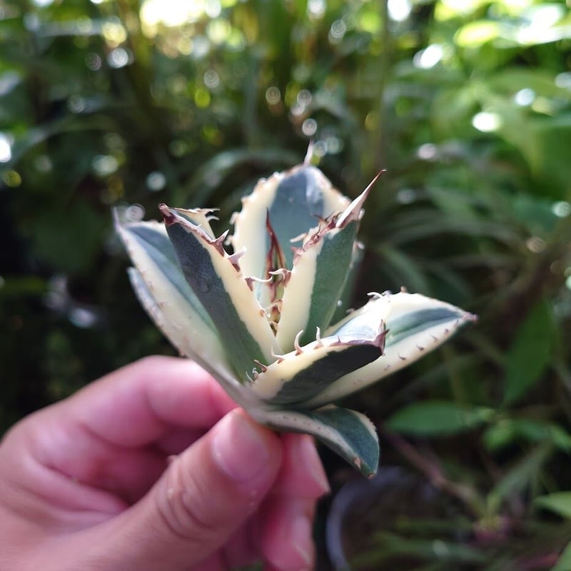 アガベ チタノタ スナグルトゥース 14 アガベ チタノタ スナグルトゥース ST14 | Mellow Yard