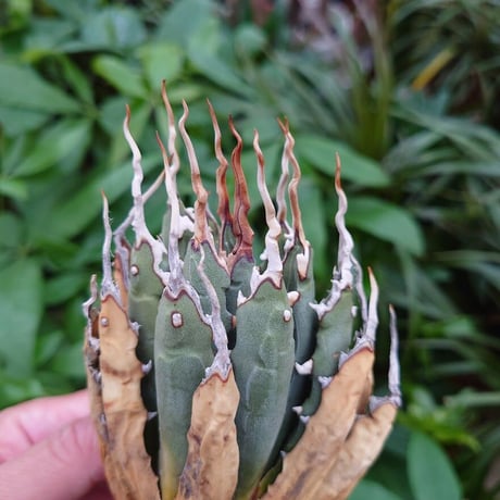 アガベ ユタエンシス ネバデンシス YN6 Agave uthaensis var. nevadensis