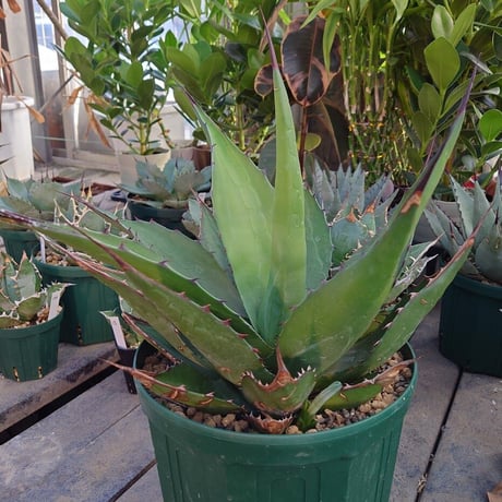 アガベ ジェントリー ジョーズ agave gentryi  "Jaws" J4