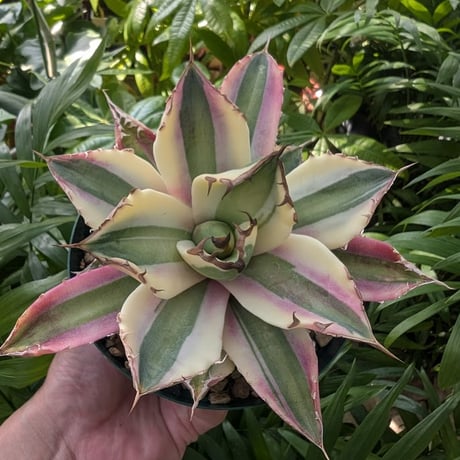 アガベ チタノタ スナグルトゥース ST11