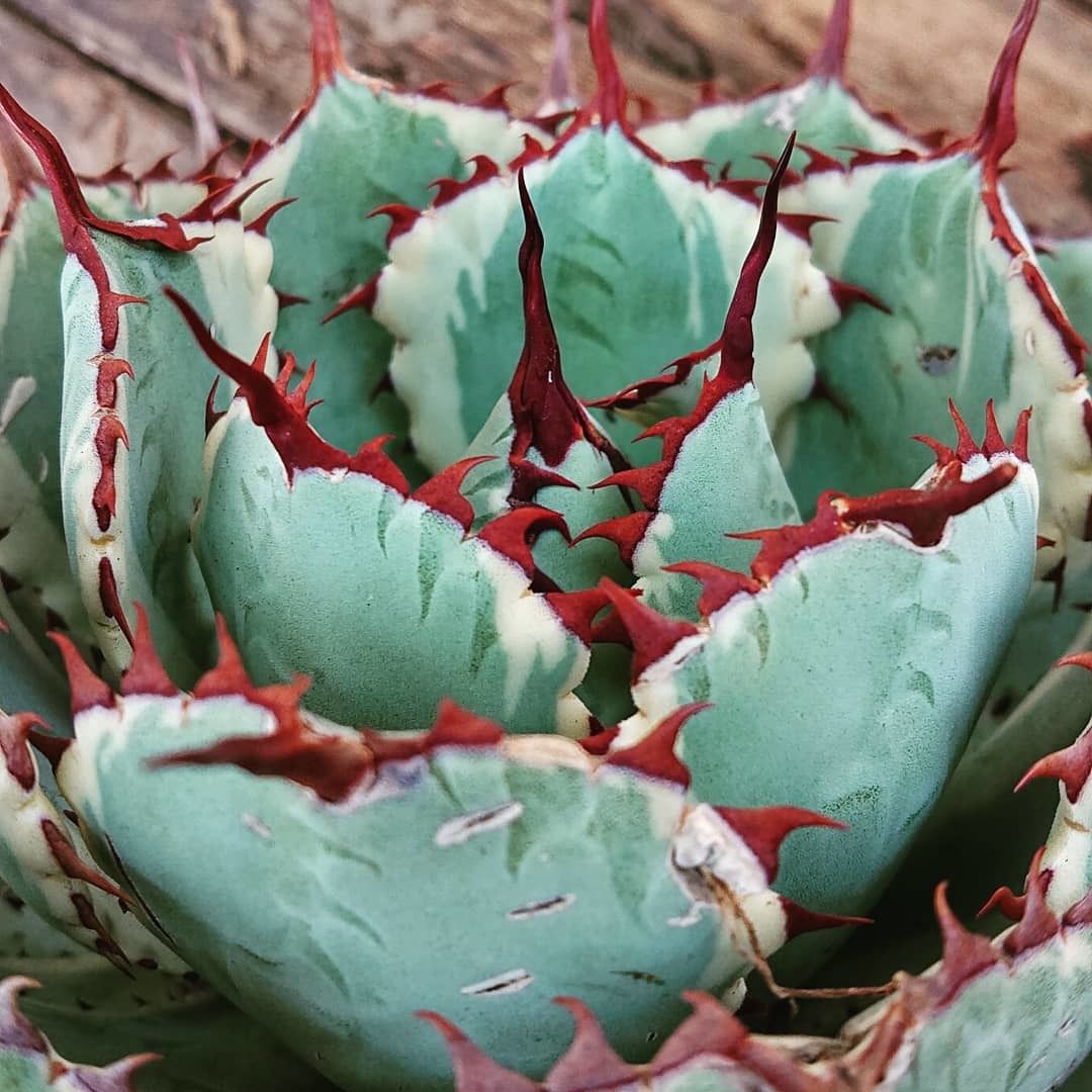 アガベ ポタトルム 吉祥冠錦 agave potatorum 'Kissho Kan' var...