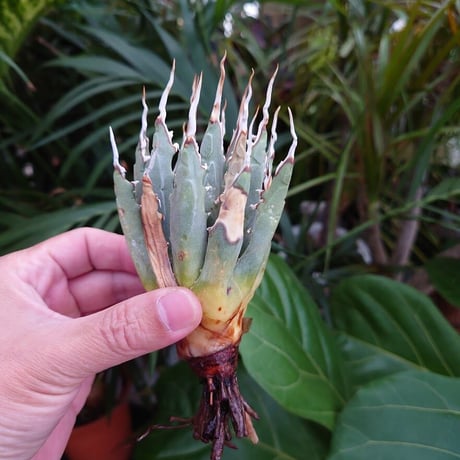 アガベ ユタエンシス ネバデンシス S1 Agave uthaensis var. nevadensis