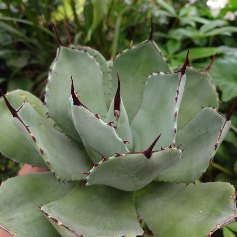 アガベ パリー トランカータ agave parryi truncata P4 | Mello アガベ パリー トランカータ agave parryi truncata P4 | Mello