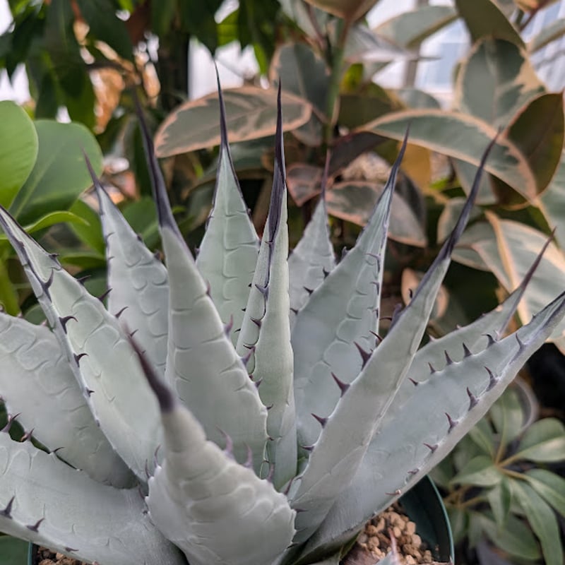 アガベ パリー ネオメキシカーナ ネオメキシカーナ – ROUKA – Succulents Note