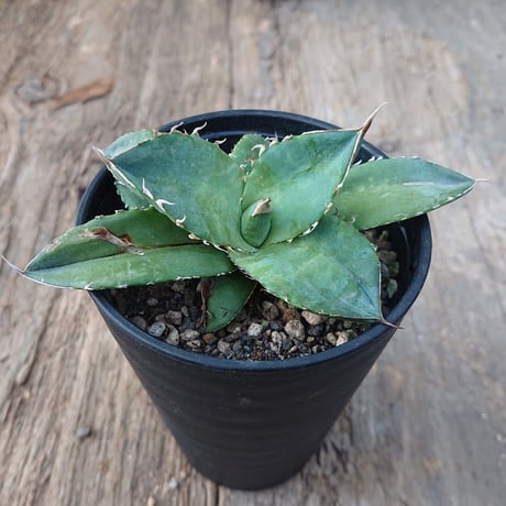 no.3 アガベ チタノタ Agave titanota 【送料全国一律500円】