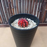 【送料無料】2.ギムノカリキウム 錦 【送料全国一律500円】