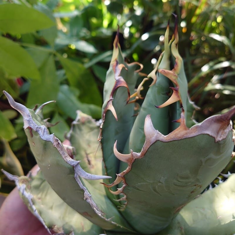 アガベ チタノタ オアハカ Agave titanota Oaxaca 19