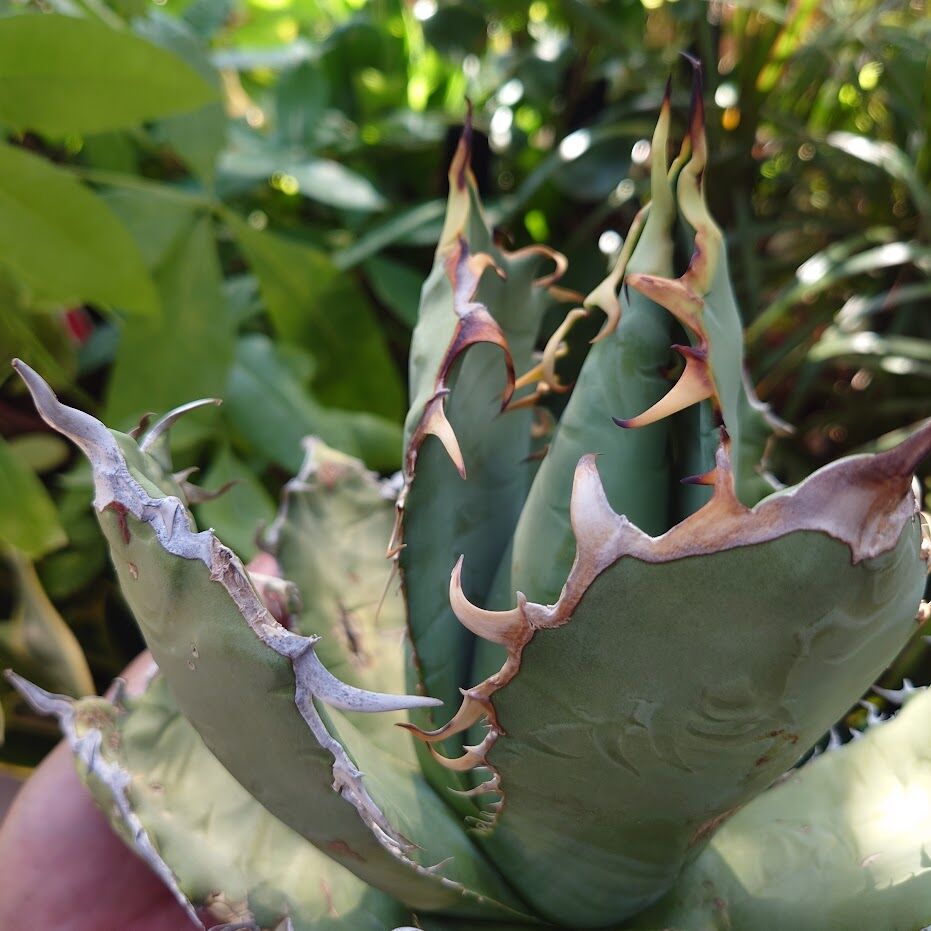 アガベ チタノタ オアハカ Agave titanota Oaxaca 19 | Mellow