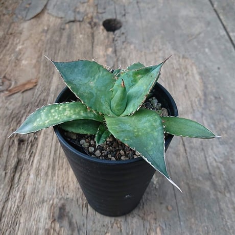no.2 アガベ チタノタ Agave titanota 【送料全国一律500円】