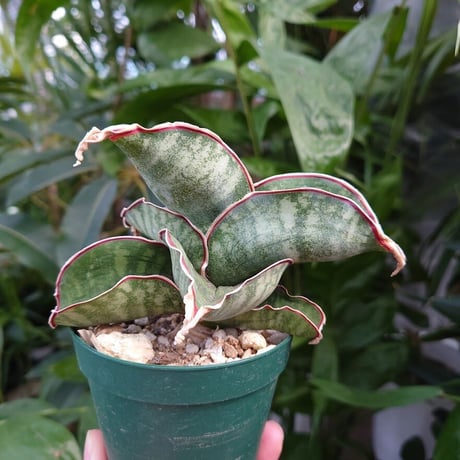 【送料全国一律500円】Sansevieria sp. Mafinga Tanzania Dragon サンスベリア ドラゴンウィング L8
