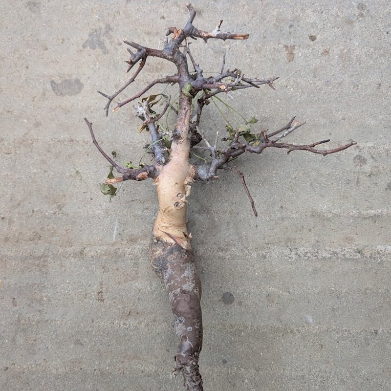 s*a様 コミフォラ ピュア カタフ 緑肌 XLサイズ 現地球2 【公式通販】