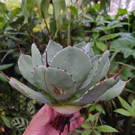 アガベ パリー トランカータ agave parryi truncata P4