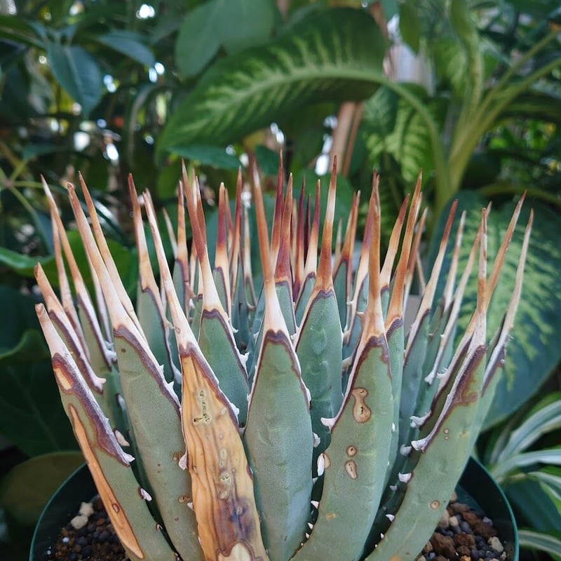 アガベ！ユタエンシス！ アガベ ユタエンシス ネバデンシス YN8 Agave uthaensis var