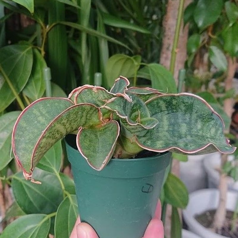 no.1 Sansevieria sp. Mafinga Tanzania Dragon サン