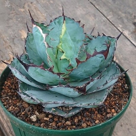 no.6 アガベ チタノタ ブラックアンドブルー 子株付き  Agave titanota black&blue