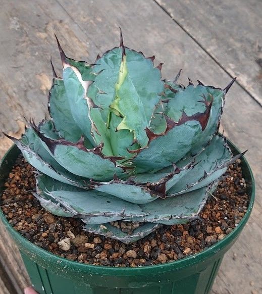 no.6 アガベ チタノタ ブラックアンドブルー 子株付き Agave titanota b