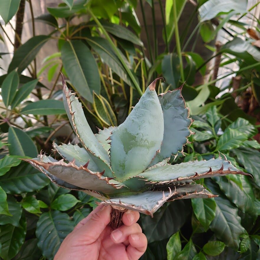 アガベ チタノタ ライオンズメーン メイン Agave titanota