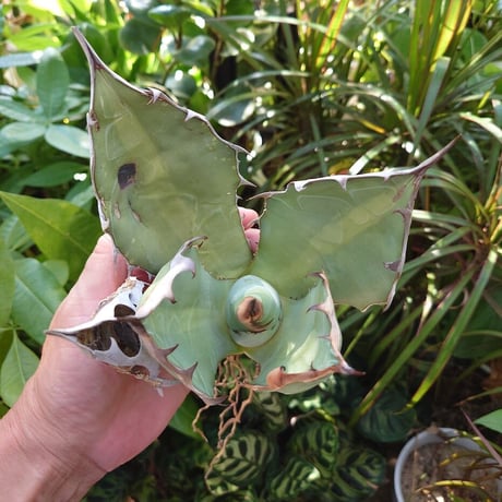 アガベ チタノタ オアハカ Agave titanota Oaxaca 16