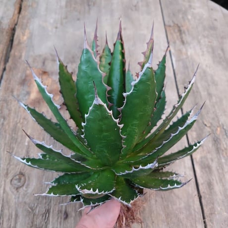 アガベ ホリダ agave horrida 3 【大株・美株】