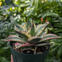 アガベ ジェントリー ジョーズ agave gentryi 