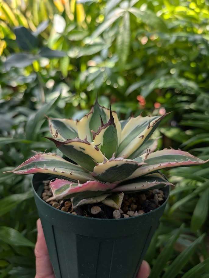 【良苗】アガベ　カリフォルニア　チタノタ　スナグルトゥース　親株販売 アガベ チタノタ スナグルトゥース 3株 良苗】アガベ