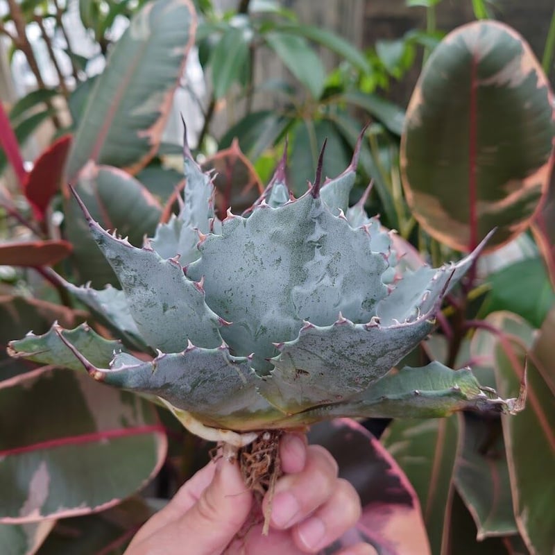 アガベ パラサナ グローブ agave parrasana globe P2 | Mellow