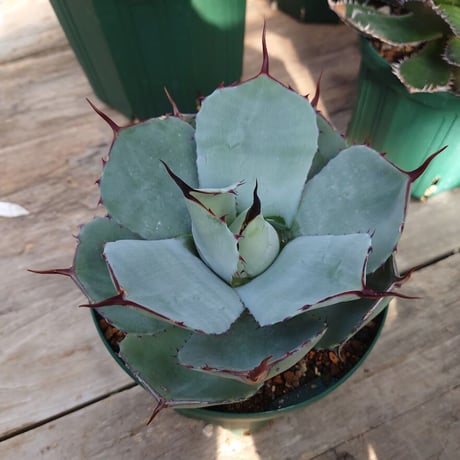 アガベ パリー トランカータ agave parryi truncata 1