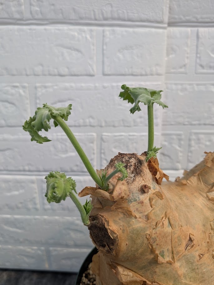 y*i様 キフォステンマ ウター マクロプス Cyphostemma macro y*i様 キフォステンマ ウター マクロプス Cyphostemma macro