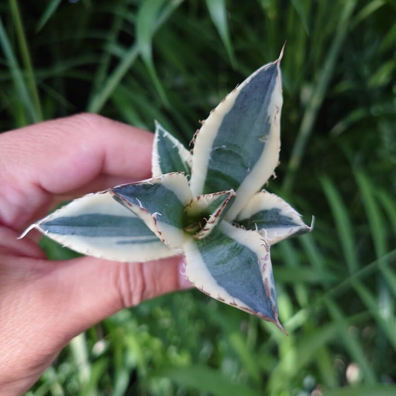 アガベ チタノタ スナグルトゥース ST6 | Mellow Yard