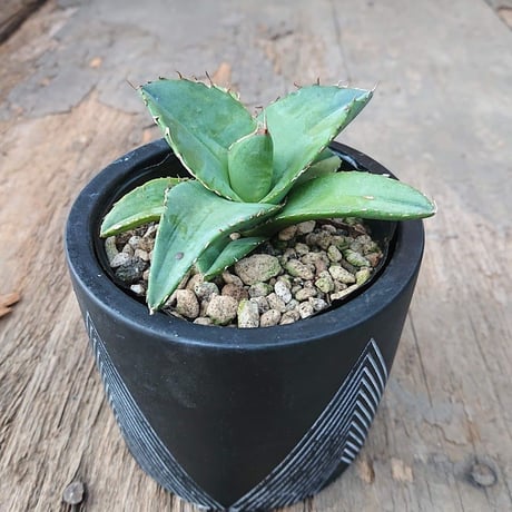 no.1 アガベ チタノタ Agave titanota 【送料全国一律500円】
