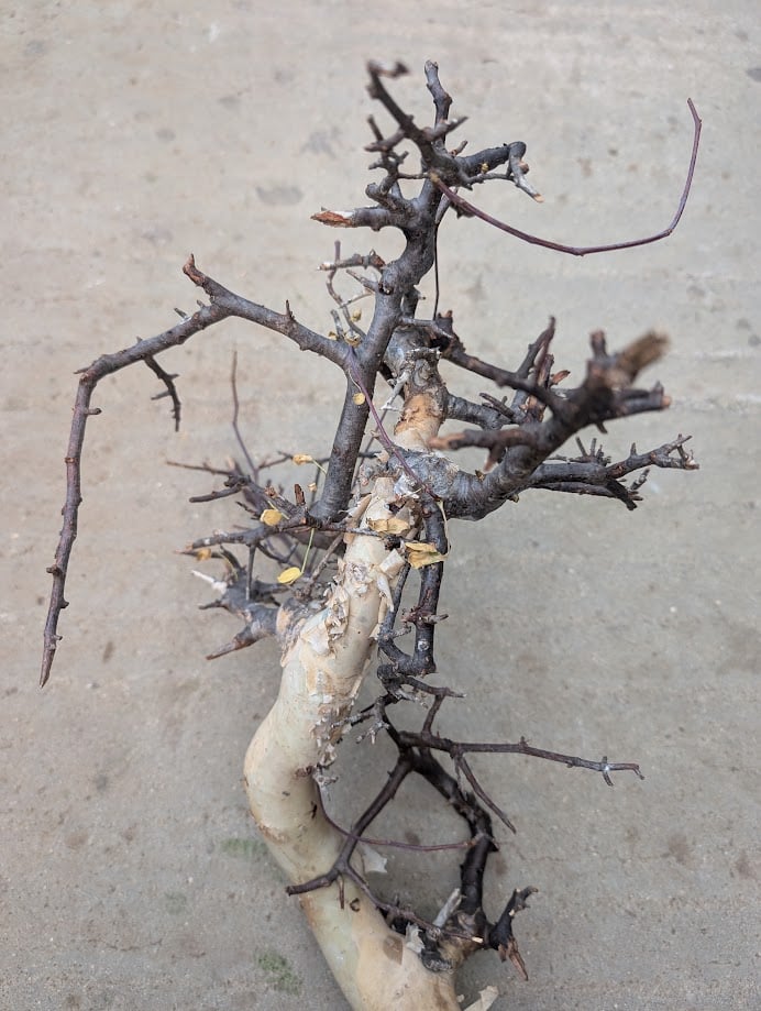 コミフォラ カタフ 7 （ピュアカタフ） Commiphora kataf