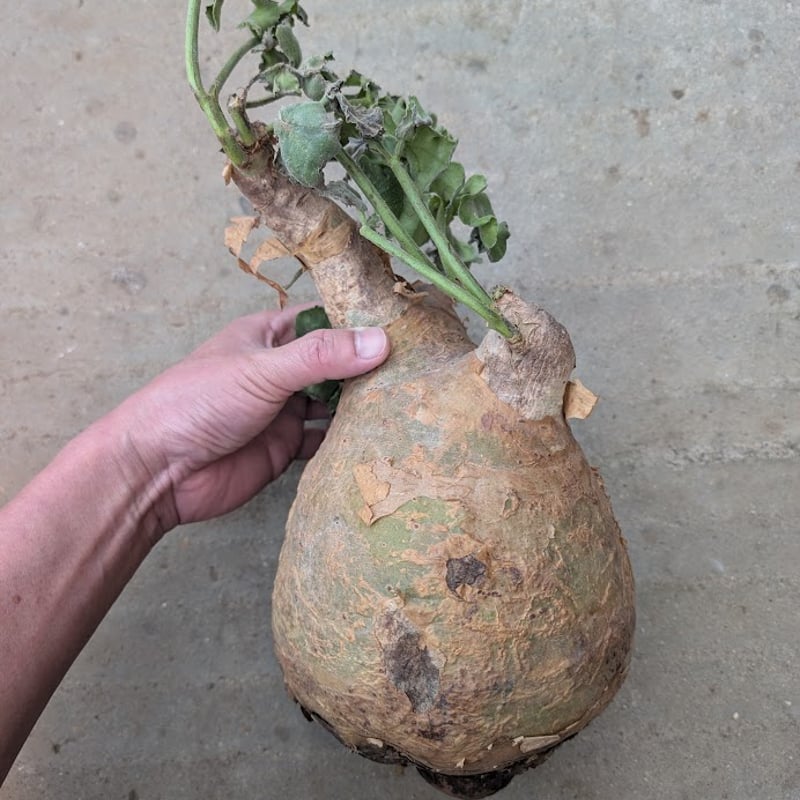 キフォステンマ マクロプス 2 Cyphostemma uter macropus 【発根済】