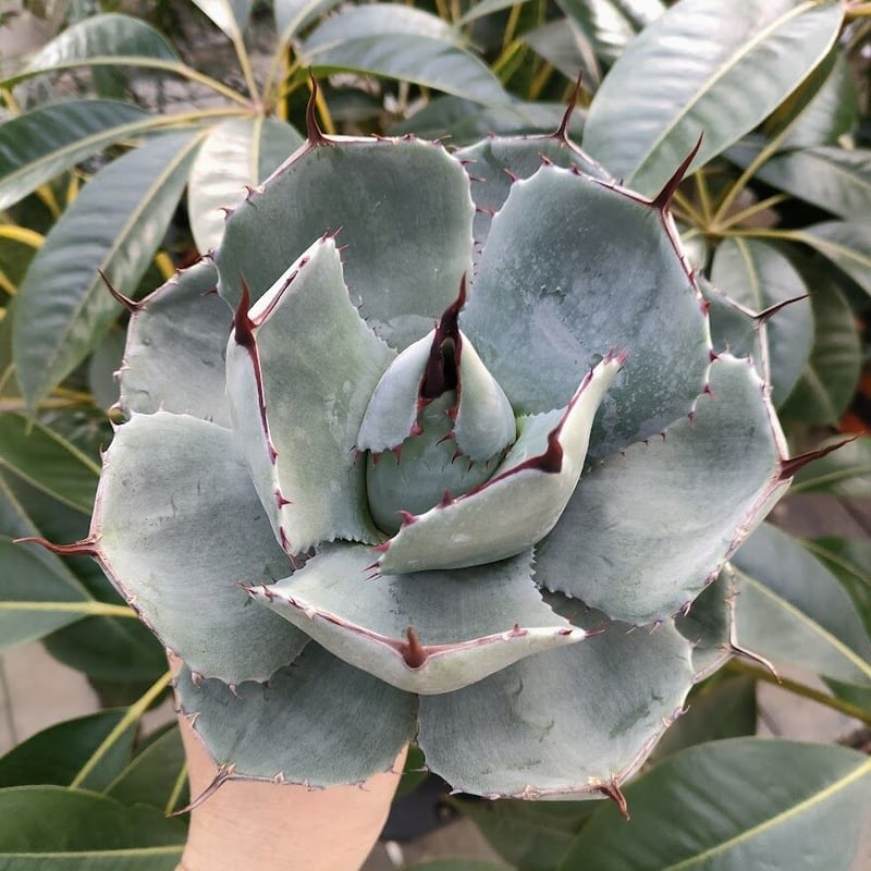アガベ パリー トランカータ agave parryi truncata P1 | Mello アガベ パリー トランカータ agave parryi truncata P1 | Mello