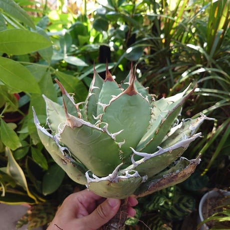 アガベ チタノタ オアハカ Agave titanota Oaxaca 20