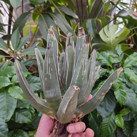 アガベ フェルディナンドレジス FR5 Agave ferdinandi regis 【訳あり】