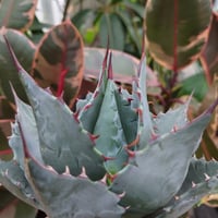 アガベ オバティフォリア オルカ 1 Agave ovatifolia variegated