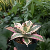 アガベ オバティフォリア オルカ 1 Agave ovatifolia variegated