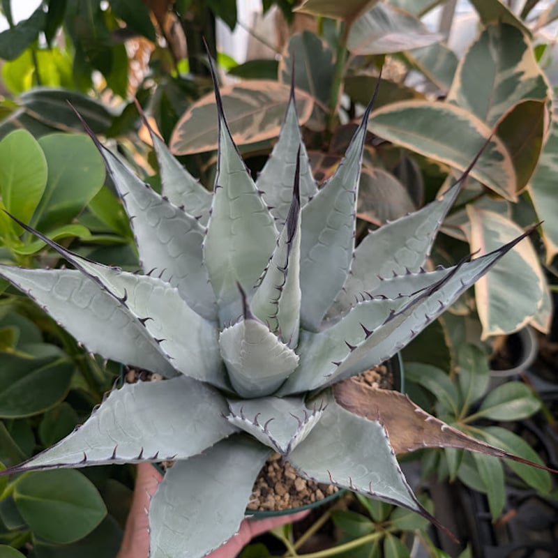 （希少） ロングスパインタイプ アガベ　パリー　ネオメキシカーナ 希少） ロングスパインタイプ アガベ パリー ネオメキシカーナ