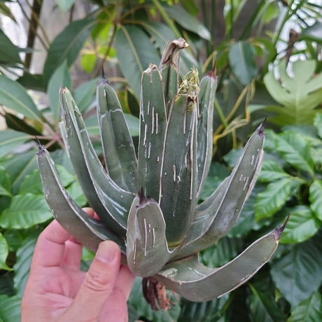 アガベ フェルディナンドレジス FR5 Agave ferdinandi regis 【訳あり】