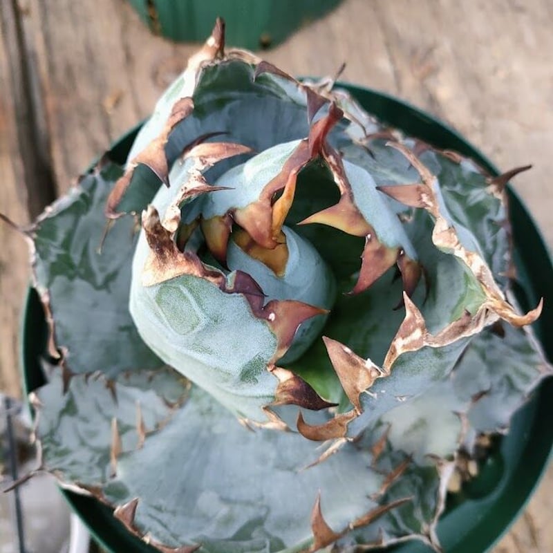 アガベ チタノタ ブラックアンドブルー Agave titanota アガベ チタノタ ブラックアンドブルー Agave titanota