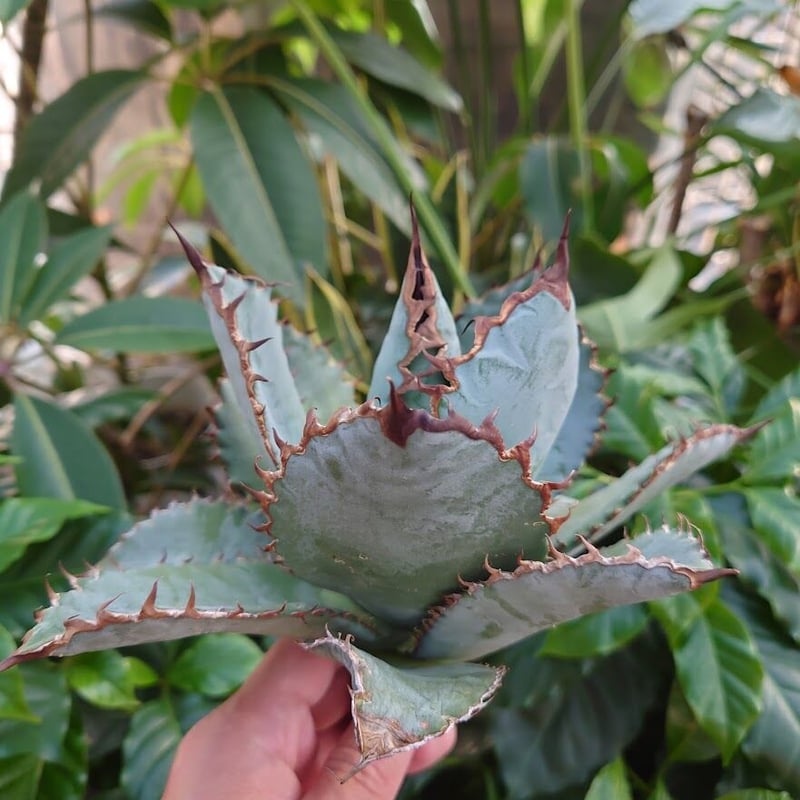 アガベ チタノタ ライオンズメーン メイン Agave titanota Lion's Man